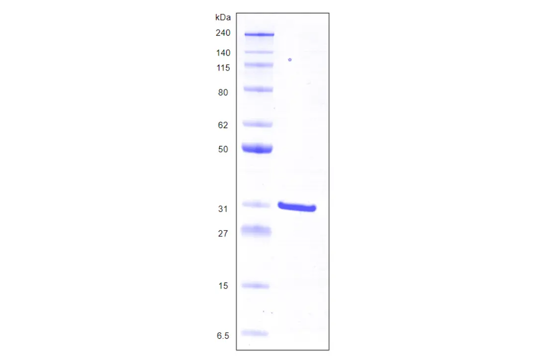 Recombinant Human Galectin 3, His Tag -50 ug